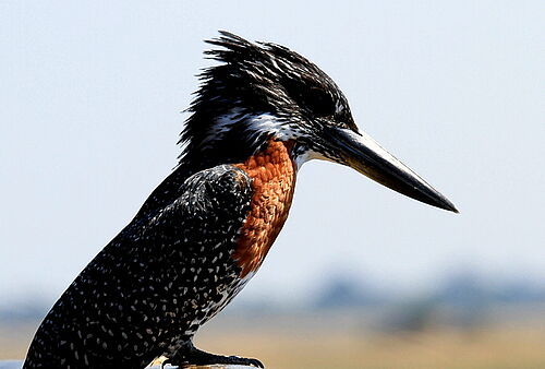 Vogelwelt in Botswana