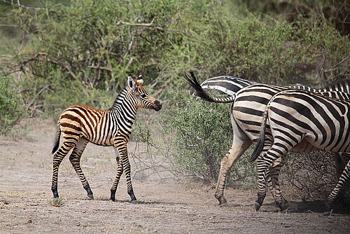 Familiensafari, Familien, Safari, Kenia, Masai Mara, Zebras