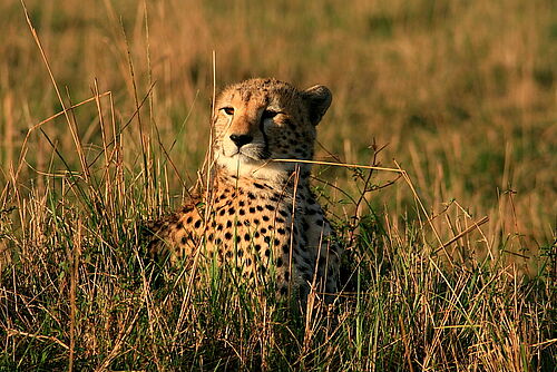Gepard in Südafrika