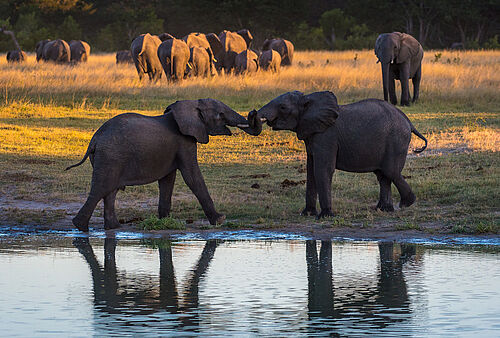 Zwei kleine Elefanten spielen miteinander vor einem Wasserloch