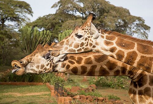 Giraffe Manor Hotel in Nairobi, Kenia
