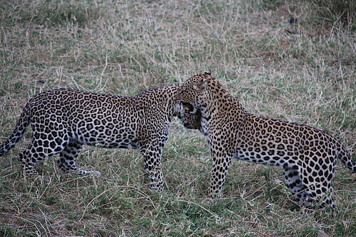 Zwei Leoparden treffen in Kenia aufeinander