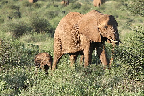 Elefant mit Nachwuchs in Tansania