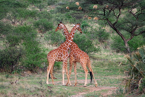 Zwei Giraffen im Tsavo Nationalpark in Kenia