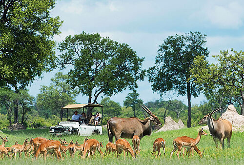 Verschiedene Antilopenarten, grüne Landschaft und offenes Safari-Fahrzeug in Zimbabwe