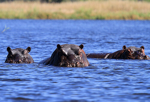 Drei Nildpferde schwimmen im blauen Wasser auf die Kamera zu