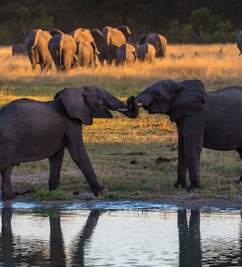 Zwei Elefanten im Hwange Nationalpark