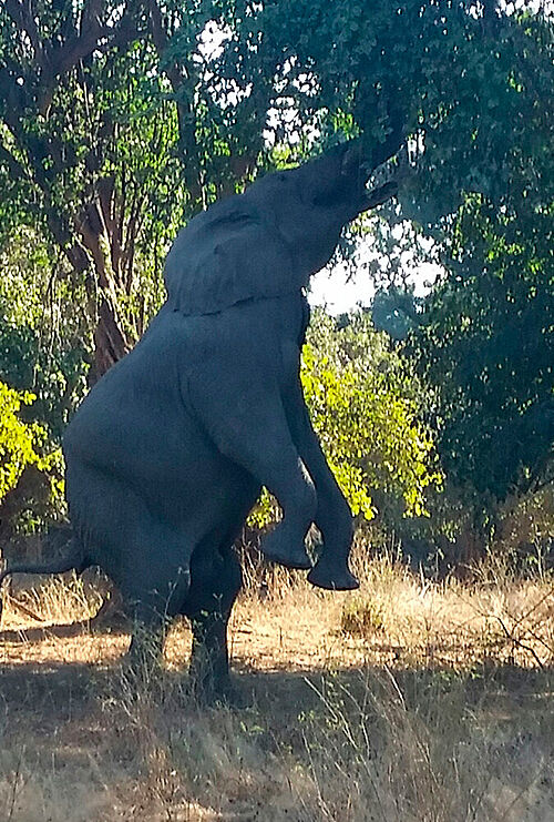 Safari-Highlight in Zimbabwe: Elefant steht Hinterbeinen und Blätter in einem Baum zu erreichen