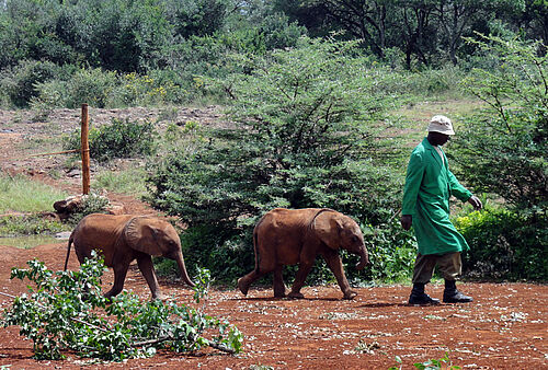 Familiensafari, Familien, Safari, Kenia, Daphne Sheldrick Waisenhaus, Elefant, Waisen, Mensch, Pfleger