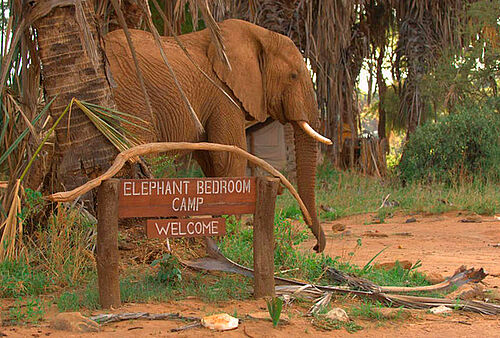 Elephant Bedroom Camp im Samburu Nationalpark in Kenia