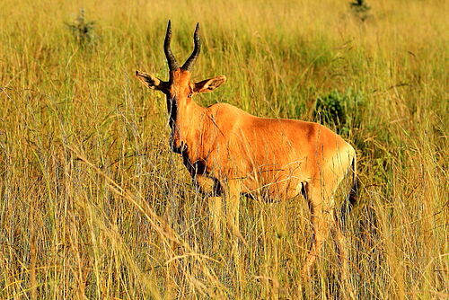 Uganda, Flugsafari, Safari, Uganda's Horizon, Queen Elisabeth Nationalpark, Antilope
