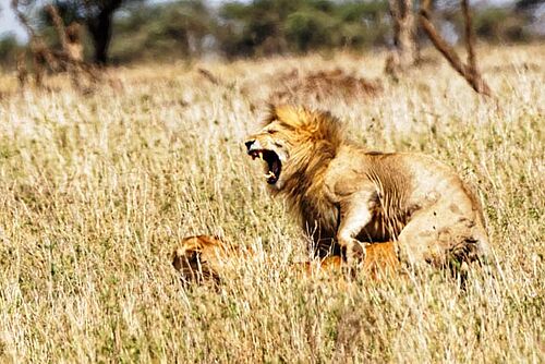 Löwen in Tansania