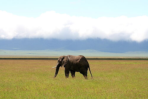 Tansania, Safari, Familien, Familiensafari, ngorongoro, Krater, Elefant