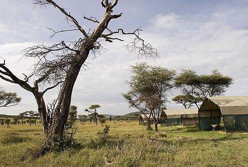 Ndutu Under Canvas in der Serengeti