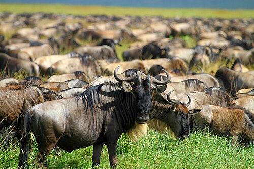 Gnu Migration in der Serengeti in Tansania