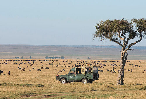 Safari Aktivitäten im Governors Camp in der Masai Mara in Kenia