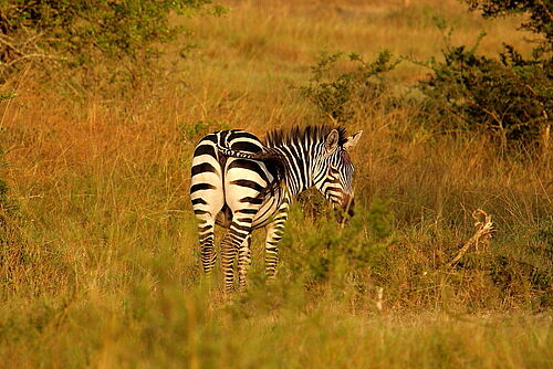 Uganda Intensiv, Uganda, Safari, Lake Mburo, Zebra