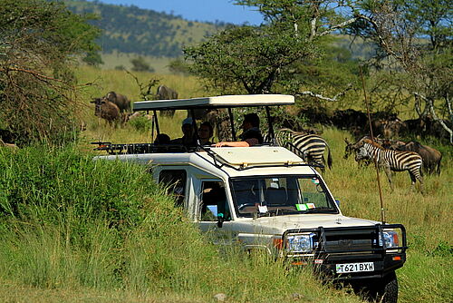Reisende beobachten Zebras in Tansania aus dem offenen Safari-Fahrzeug heraus