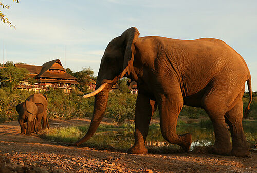 Drei Elefanten spazieren vor der Victoria Falls Safari Lodge