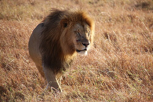 Majestätischer Löwe in Kenia