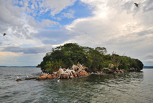 Rubondo Island bei Lake Victoria im Rubondo Island Nationalpark