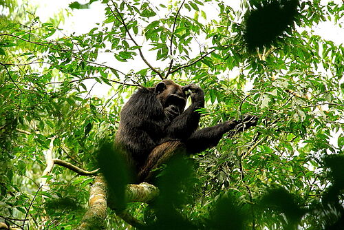 auf den Spuren der Primaten, Primaten, Safari, Uganda, Schimpansen, Trekking, Urwald