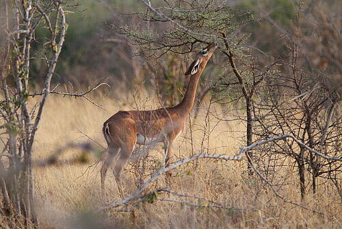 African Dream Safari, Safari, Kenia, Samburu, Samburu Nationalpark, Antilope