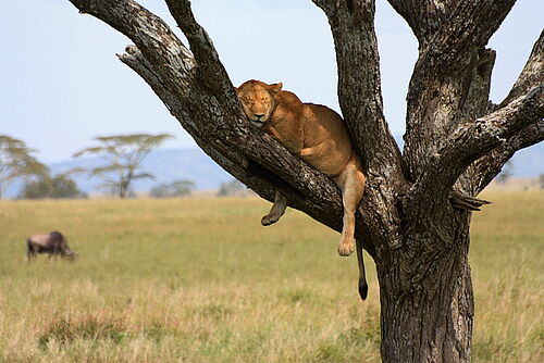 Baumkletternder Löwe in Tansania