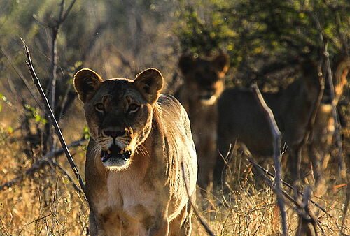 Löwenrudel in Botswana
