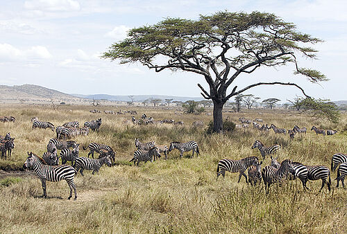 Dunia Camp in der Serengeti
