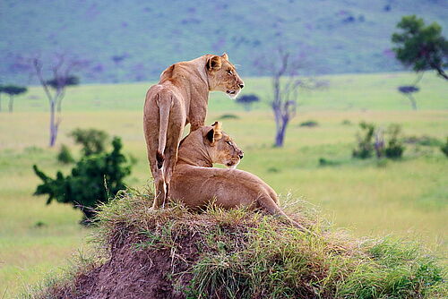 Masai Mara, Flugsafari, Safari, Kenia, Löwen