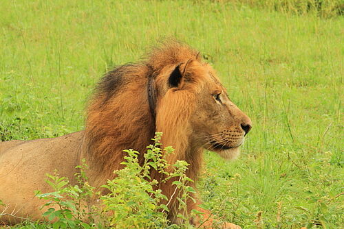 Abenteuer, Uganda, Safari, Murchison, Löwe