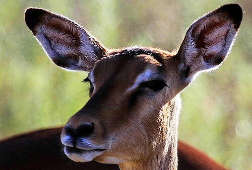 Portrait-Aufnahme einer Antilope in Botswana