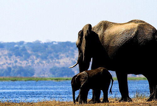 Eine Elefantenkuh mit ihrem Kind am Fluss beim trinken in Botswana