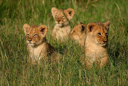 Vier Löwen Babys sitzen im Gras