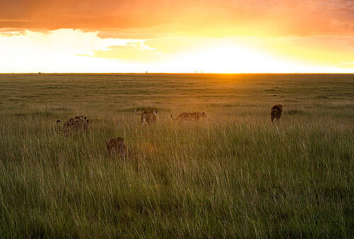Mara Plains Camp in der Masai Mara in Kenia