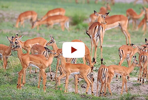 Youtube Video von Karibu Safaris Semi Participation Safaris in Botswana