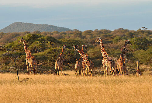Safari Aktivitäten im Finch Hatton's Camp im Tasvo West Nationalpark in Kenia