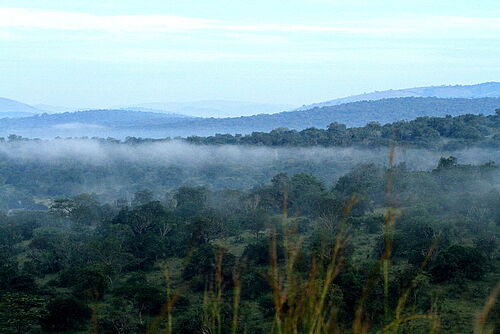 Magische Nebel-Wälder in Uganda