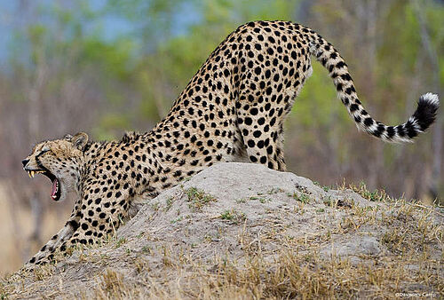 Ein Gepard streckt sich