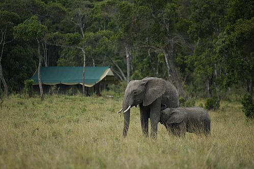 Elephant Pepper Camp in der Masai Mara in Kenia