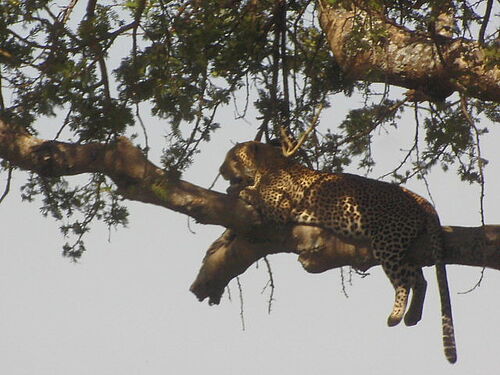 Baumkletternder Leopard