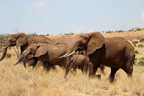 Elefantenherde mit verschieden großen und alten Tieren in gelber Savannenlandschaft von Tansania