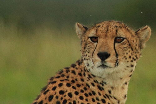 Romantik, Flugsafari, Safari, Kenia, Masai Mara, Gepard