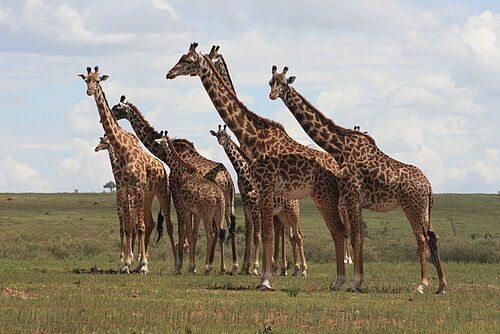 Herde Giraffen