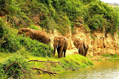 Abenteuer, Uganda, Safari, Queen Elizabeth Nationalpark, Elefanten