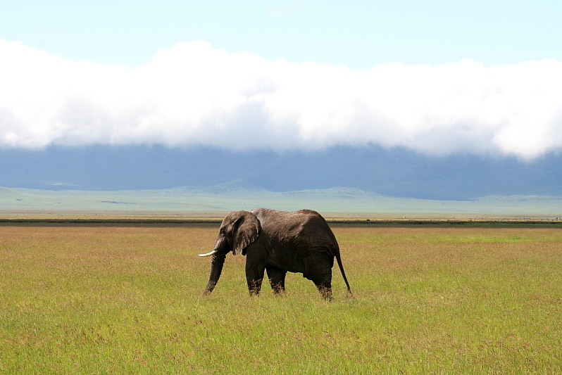 safari kleidung tansania