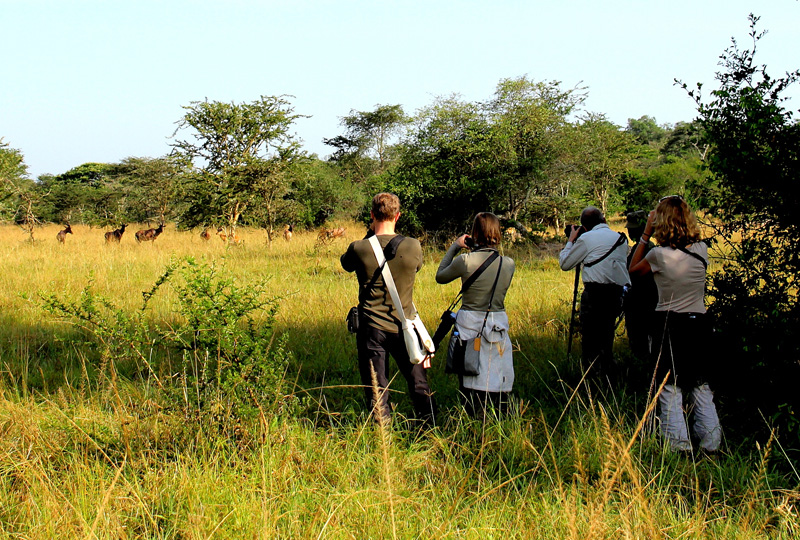 uganda safari erfahrungen