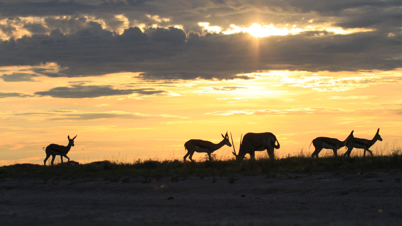 Antilopen im Gegenlicht beim Sonnenuntergang in Makgadikgadi