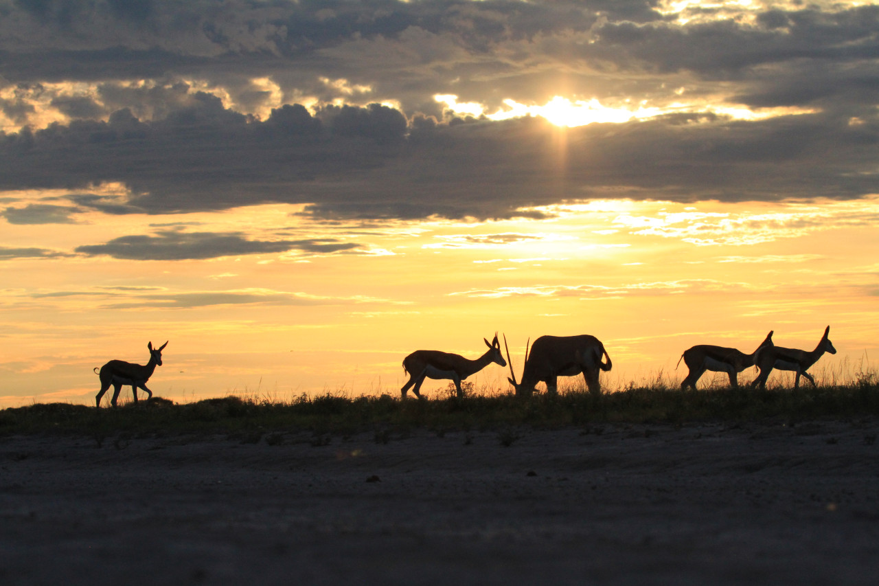 Antilopen im Gegenlicht beim Sonnenuntergang in Makgadikgadi